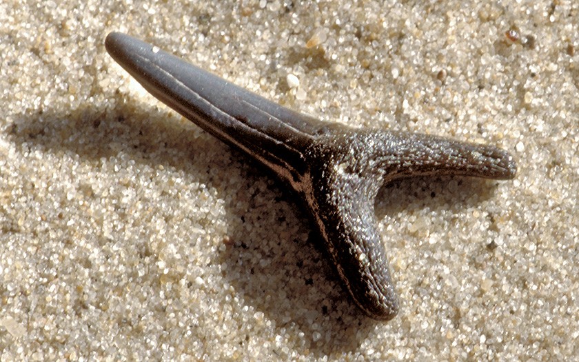 Fossile shark teeth (© Ecomare)