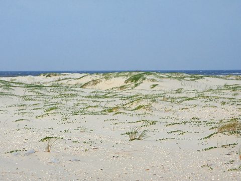 Strand met her en der een groen sprietje