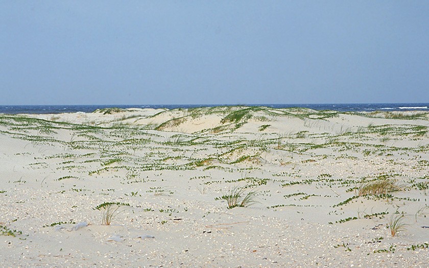 Strand met her en der een groen sprietje