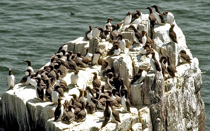 Guillemots on a rock (© Ecomare)