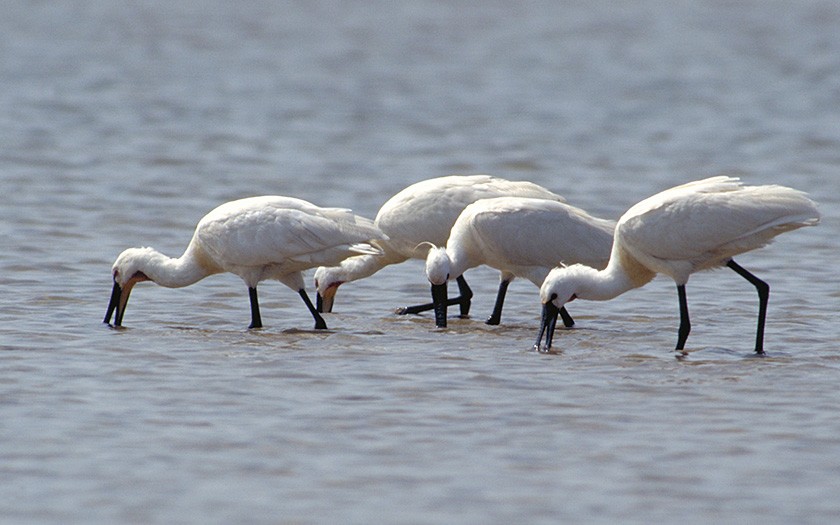 Fishing spoonbills (© Ecomare)