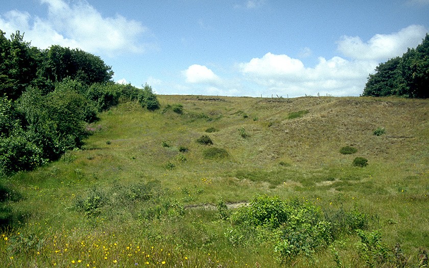 Insect reserve the Zandkuil (photo: Ecomare)