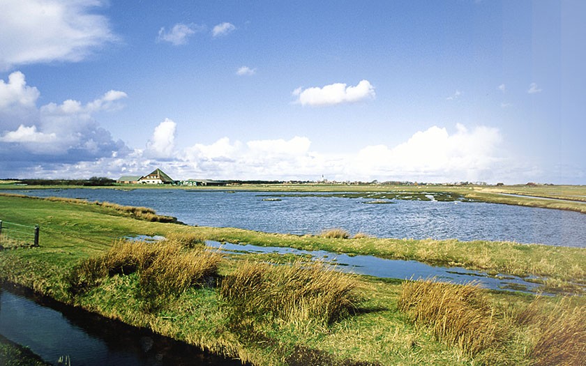 Nature area the Petten on Texel