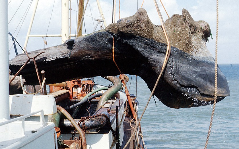 1978: skull of a sperm whale is fished up off of Vlieland (archives Ecomare)