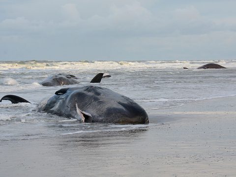 Dode potvissen aangespoeld op het strand