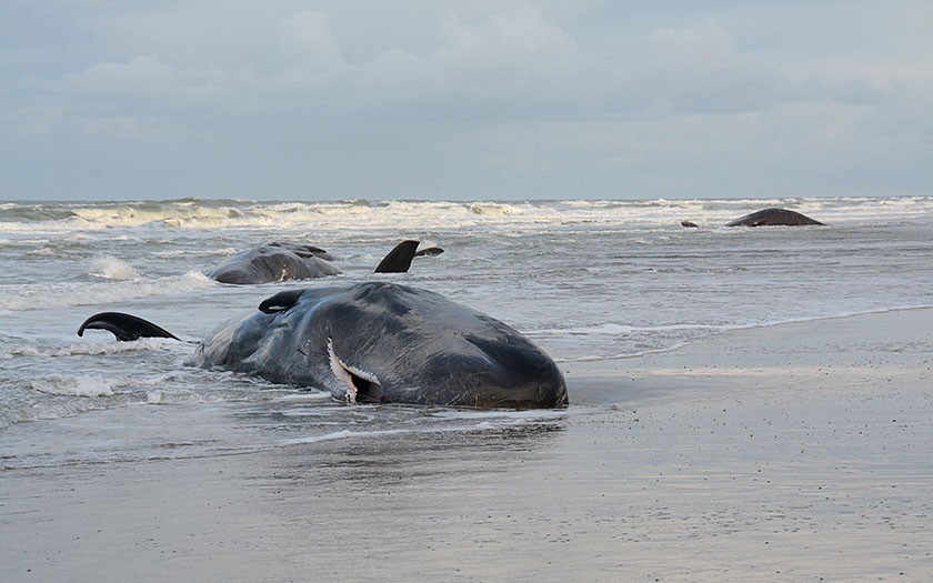 Vier van de vijf dode potvissen op het Texelse strand (foto Salko de Wolf)