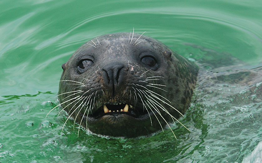 Grijze zeehond laat zijn snijtanden zien 