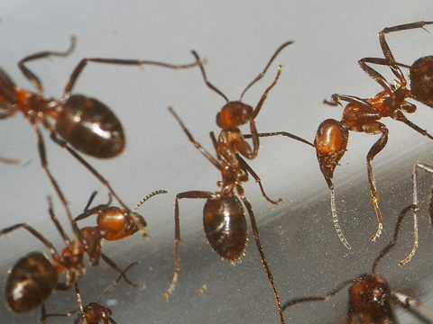 Rode bosmieren in de Insectenzaal van Ecomare