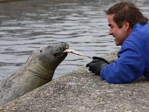 Salko ligt op zijn buik en voert een vis aan een van de zeehonden