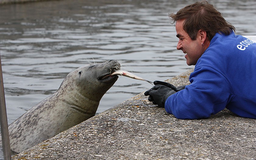 Salko ligt op zijn buik en voert een vis aan een van de zeehonden