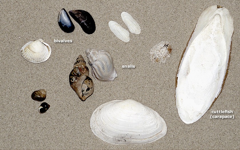 Various shells