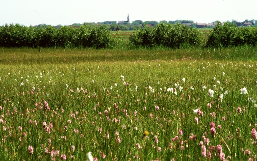 Natuur op Terschelling (Foto Skylge)