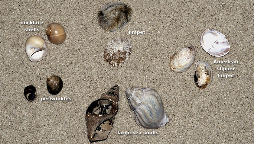 Various species of snails and sea slugs