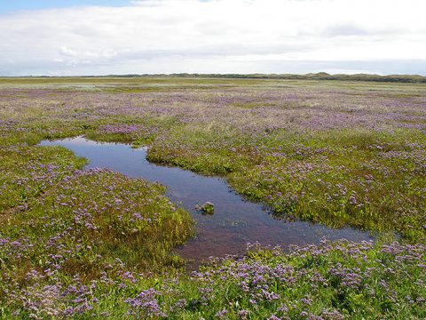 Kweldergebied De Slufter op Texel