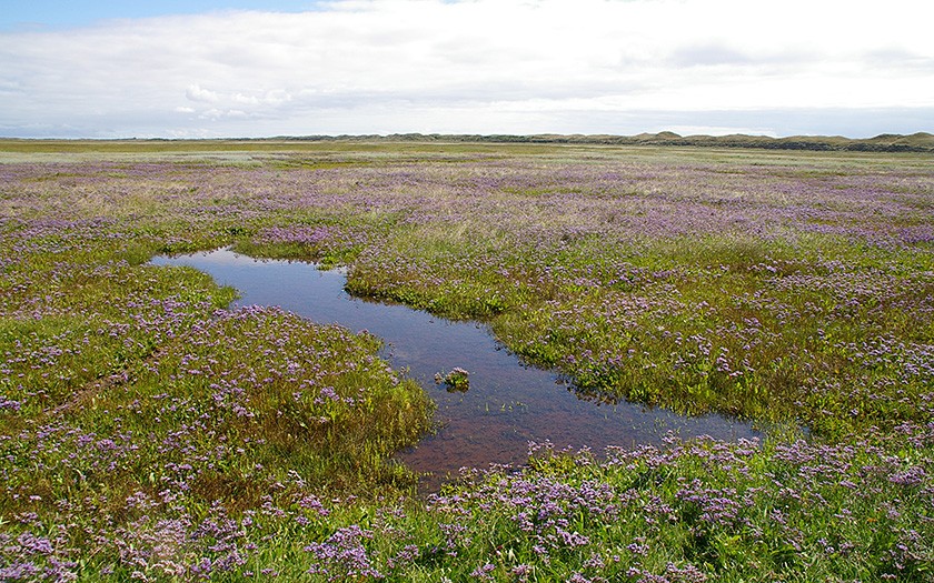 Salt marsh area the Slufter on Texel,  (© Ecomare)