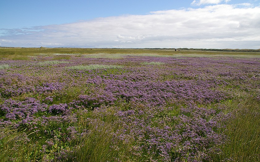 Salt marsh plant sea lavender in blossom in the Slufter (© Ecomare)