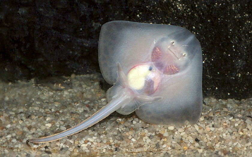 Young rays. underside (© Ecomare)