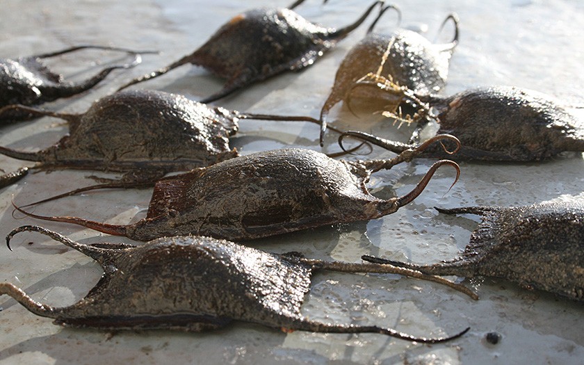 Ray eggs on the beach (© Ecomare)