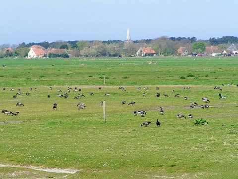 Rotganzen in de Terschellinger polder