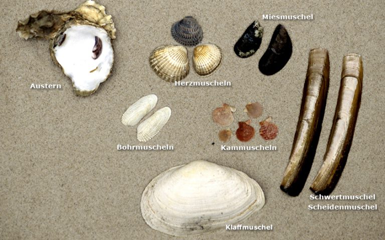 Welche Modifikationen gibt es - Twee Kleppig Verzameling Dui 768x480
