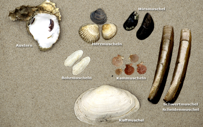 Einige Muscheln auf Sand