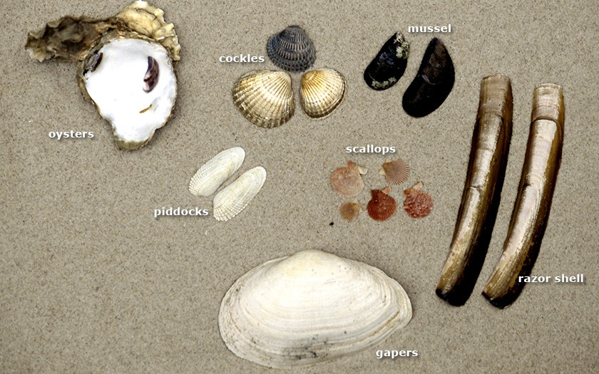 Various species of bivalves