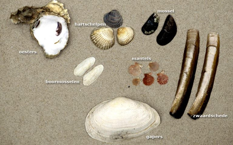 Oesters, boormosselen, hartschelpen, mosselen, mantels, zwaardschede en gapers.