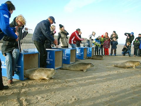 Adoptanten maken de hekjes open zodat de zeehonden weg kunnen