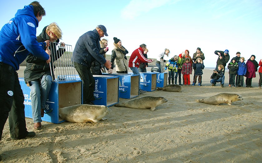 Adoptanten maken de hekjes open zodat de zeehonden weg kunnen