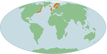 Map distribution grey seals worldwide