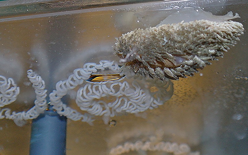 Vlokkige zeeslak plus eieren op glazen deksel kleine aquarium