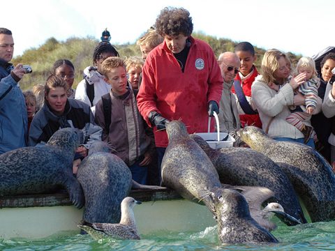 Henk Brugge, icoon van Ecomare, voert zeehonden bij Ecomare