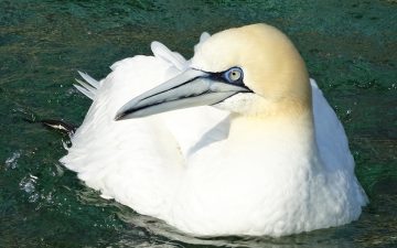 Basstölpel in der Vogelpflegestation von Ecomare