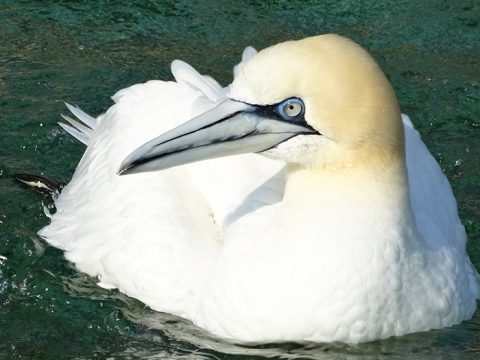 Jan-van-gent in de vogelopvang van Ecomare