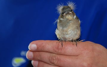 Junger Spatz in der Vogelpflegestation von Ecomare