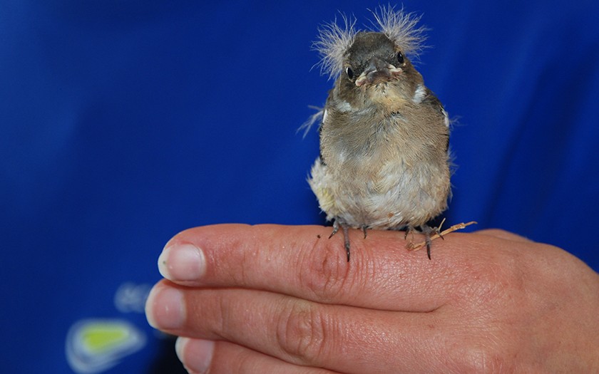 Jonge mus in de vogelopvang van Ecomare