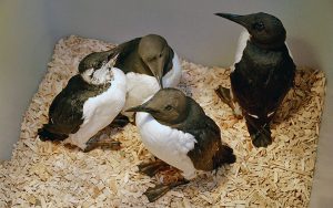 Guillemots in bird sanctuary