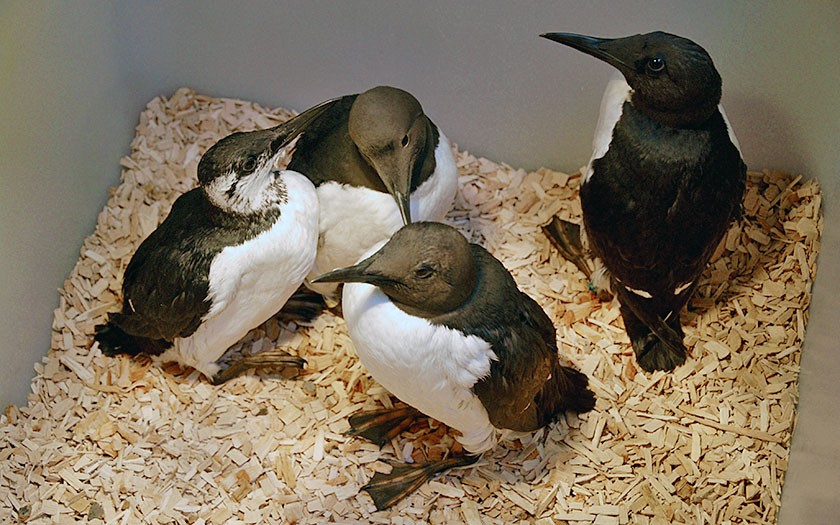 Zeekoeten in de vogelopvang