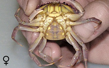 Unterseite einer weiblichen Krabbe (© Ecomare)