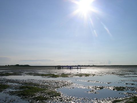 HEt wad met laagwater, en wadexcursie