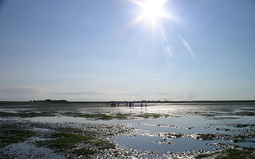 Het wad met laagwater, en wadexcursie