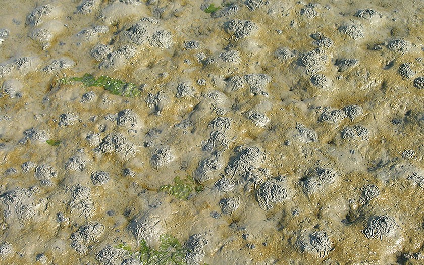 Piles of lugworm poo ('spaghetti') and green-brown coloring from diatoms.