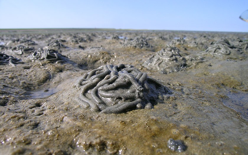Lugworm pile, life in the mud-flat bottom