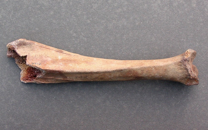 Bone from a walrus