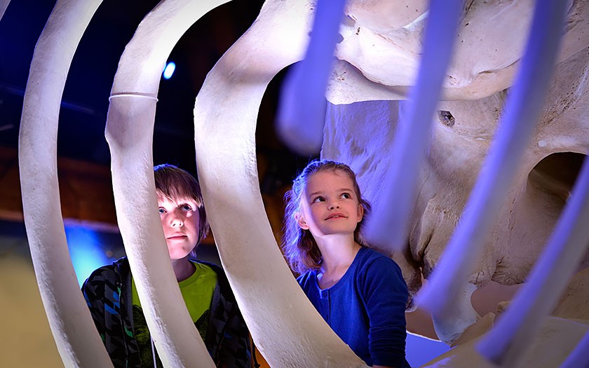 Kinderen bekijken skelet potvis in de walviszaal bij Ecomare