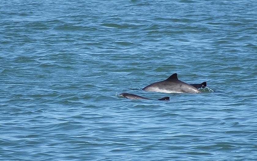 Spotting porpoises in the Marsdiep (© Wendy van der Zee)