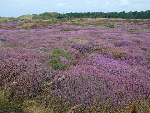 Westerduinen Texel