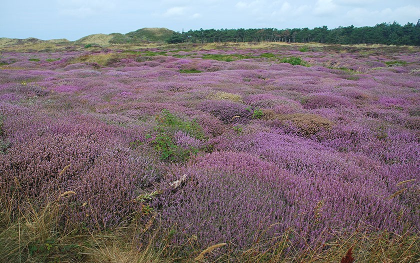 Westerduinen Texel