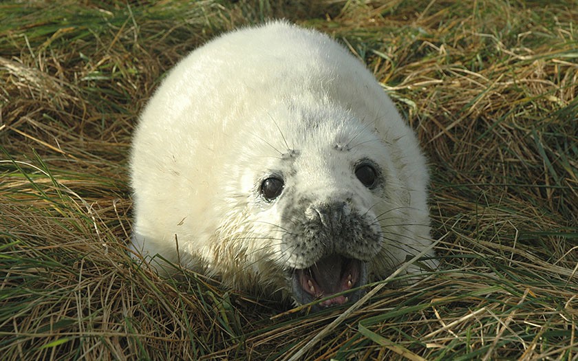 Jonge grijze zeehond