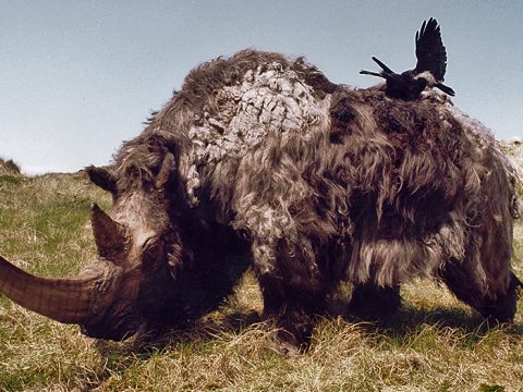 Model van een wolharige neushoorn